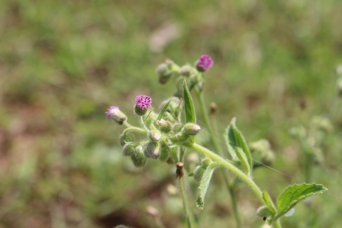 Blumea axillaris (Lam.) DC.